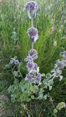Marrubium supinum