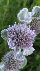 Marrubium supinum