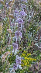 Marrubium supinum