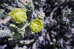 Cylindropuntia whipplei