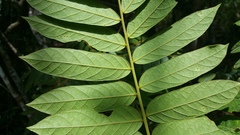 Cnestis polyphylla image