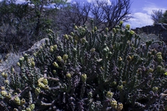 Cylindropuntia whipplei