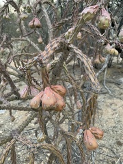 Cylindropuntia thurberi