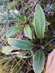 Celmisia verbascifolia