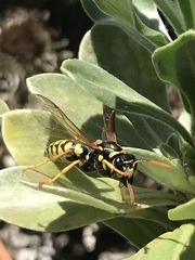 Polistes dominula