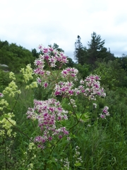 Thalictrum aquilegiifolium