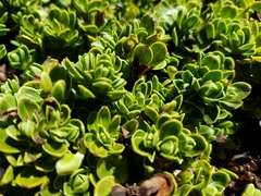 Veronica macrocalyx macrocalyx
