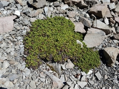 Veronica macrocalyx macrocalyx