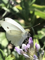 Pieris rapae