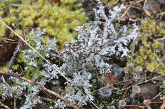 Stereocaulon intermedium