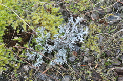 Stereocaulon intermedium