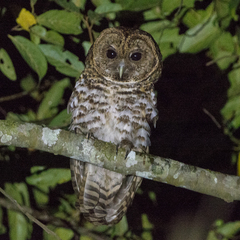 Strix hylophila