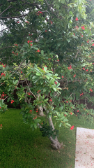 Jatropha integerrima