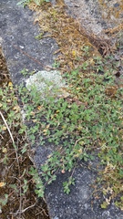 Lotus suaveolens