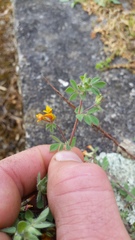 Lotus suaveolens