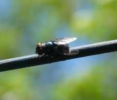 Calliphoridae