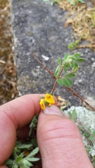 Lotus suaveolens