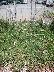 Carpobrotus chilensis