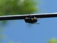 Calliphoridae
