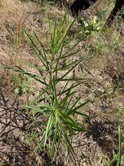 Asclepias hirtella