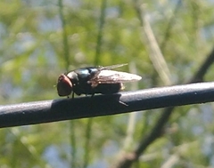 Calliphoridae