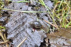 Ellobiidae