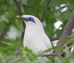 Leucopsar rothschildi