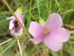 Oxalis stellata