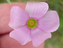 Oxalis stellata