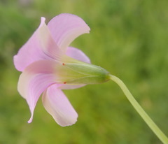 Oxalis stellata