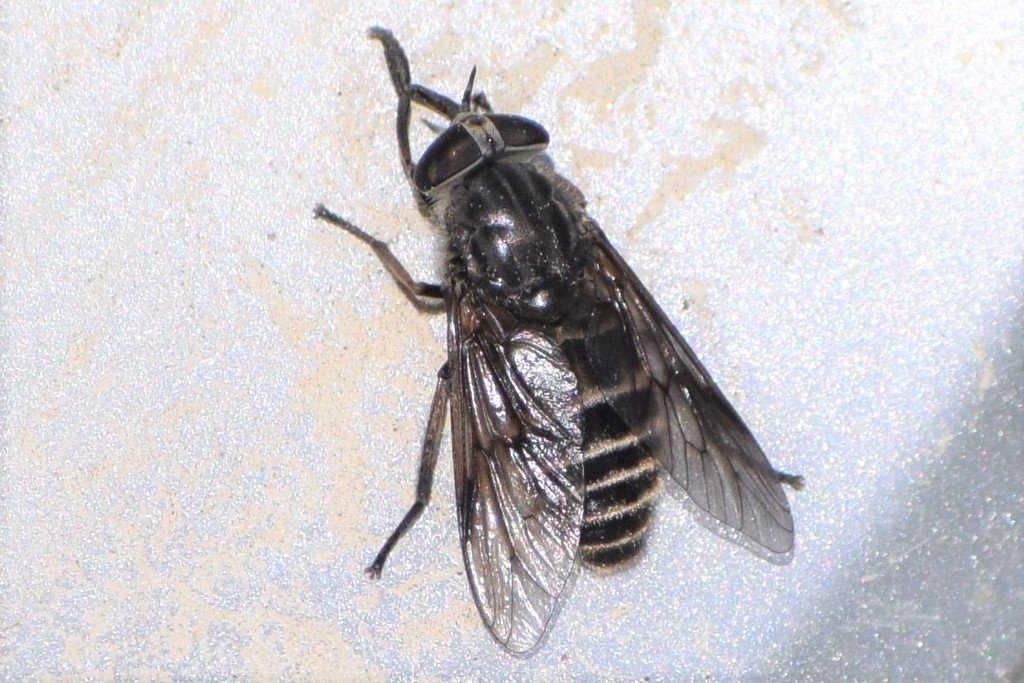Hybomitra sexfasciata