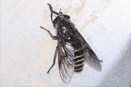 Hybomitra sexfasciata