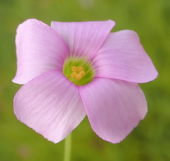 Oxalis stellata