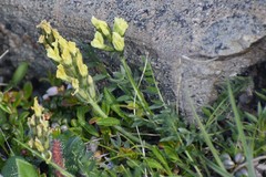 Oxytropis maydelliana