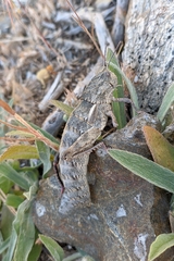 Eumigus