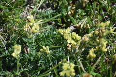 Oxytropis maydelliana