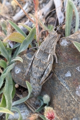 Eumigus
