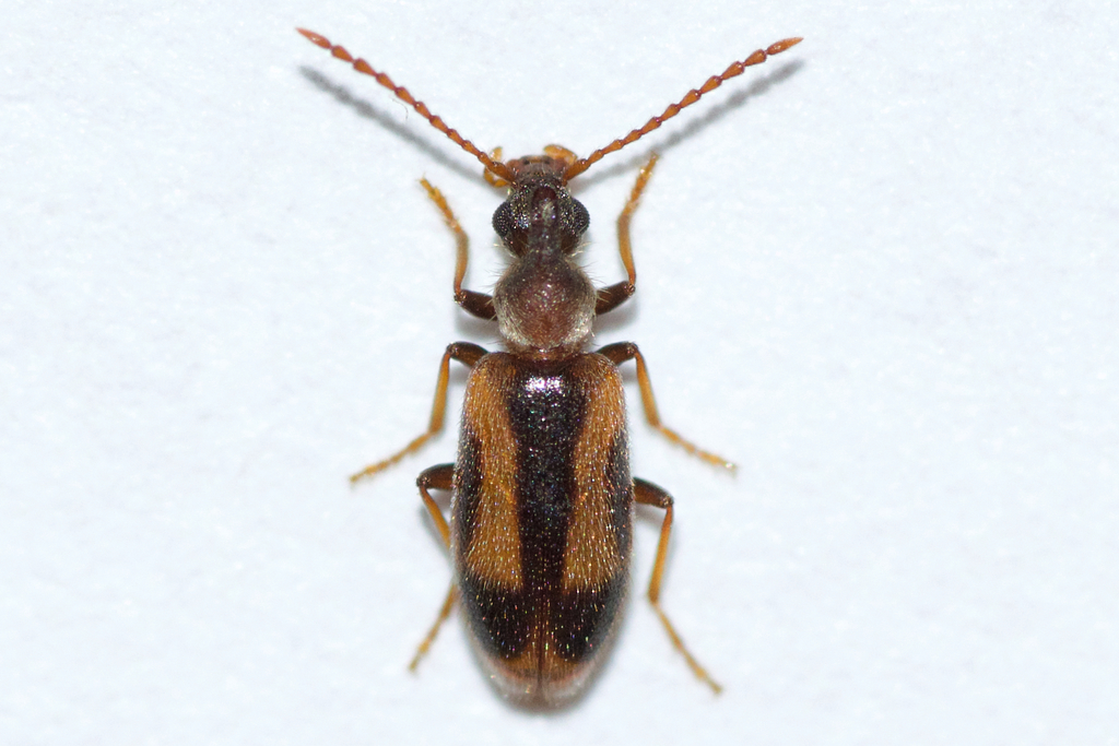 Grappling Antlike Flower Beetle