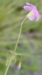 Oxalis stellata