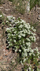 Leptosiphon nuttallii