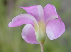 Oxalis stellata