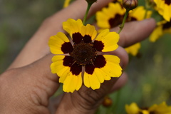 Coreopsis tinctoria