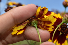 Coreopsis tinctoria