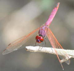 Trithemis annulata annulata