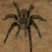 Sandy Horned Baboon Spider - Photo (c) Joachim Louis, some rights reserved (CC BY-NC-ND), uploaded by Joachim Louis