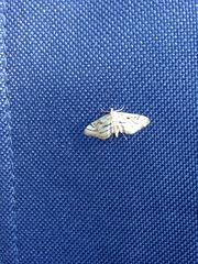 Parapoynx badiusalis