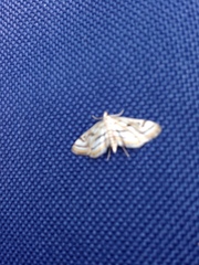 Parapoynx badiusalis