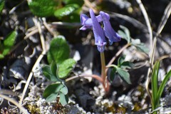 Corydalis pauciflora