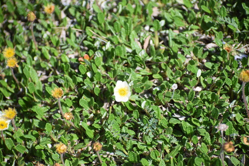 Dryas ajanensis (Dryas ajanensis)