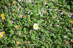 Dryas ajanensis